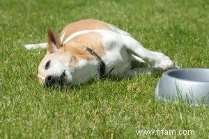 Le chien a des problèmes digestifs 