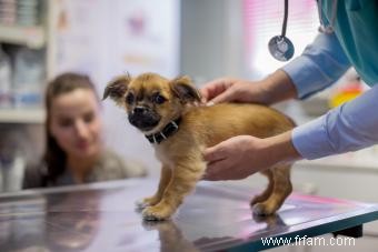 Présentation de la stérilisation des chiens :que faire et quand ? 