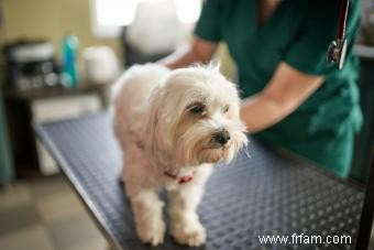 Répartition du cancer de la peau du chien :types, causes et plans de traitement 