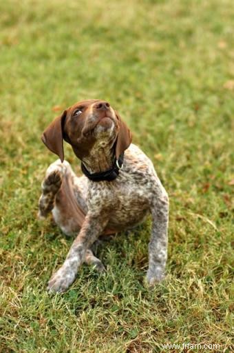 Les maladies de la peau du chien que vous devez connaître 