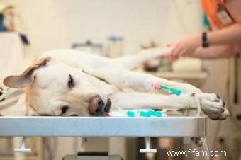 Faits sur le circovirus mortel chez les chiens 