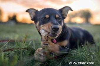 Avis d expert :les os peuvent-ils endommager les dents du chien ? 