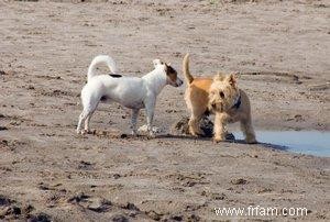 Foire aux questions sur les problèmes de glande anale chez le chien 