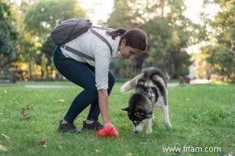 Giardia chez les chiens :comprendre cette infection et son traitement 