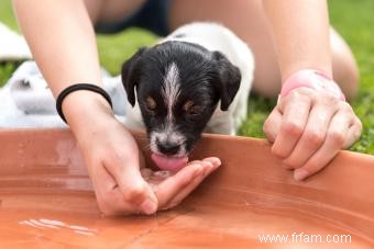 Guide de la déshydratation chez les chiens 