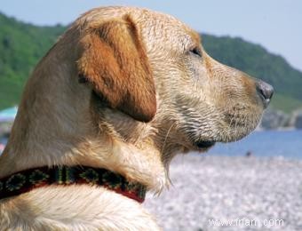 Comment les souffles cardiaques du chien sont diagnostiqués et traités 