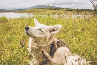 Comment identifier et traiter les piqûres de puces sur les humains et les chiens 