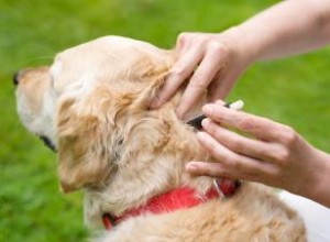 Comment enlever une tique d un chien 
