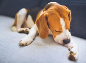 Comment repérer et traiter les points chauds sur les chiens (correctement) 