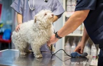 Comment prendre la tension artérielle d un chien 