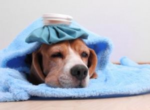 Comment savoir si mon chien a un rhume 
