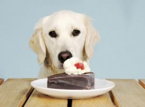 Comment traiter un chien qui a mangé du chocolat 