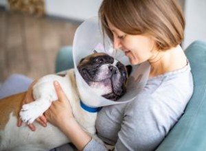 Comment utiliser un cône pour chien (sans honte) 