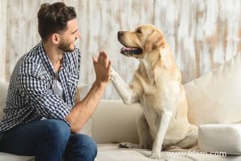 Votre chien saute-t-il sur des jouets ? Conseils d experts pour l arrêter 