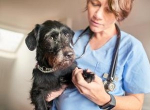 Votre chien souffre-t-il ? 14 signes à surveiller 
