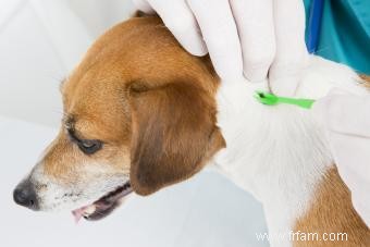 Liste des 5 antibiotiques courants pour les chiens :utilisations et effets secondaires 