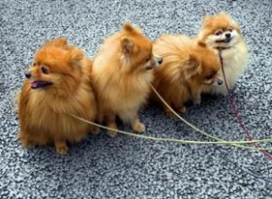 Testicule de chien manquant 