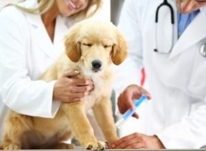 Les traitements les plus efficaces pour Parvo 