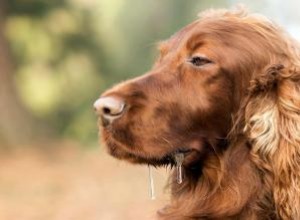 Raisons pour lesquelles mon chien bave 