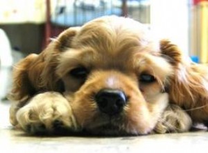 Questions sur les chiots malades 