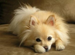 Signes qu un chien a des maux d estomac 