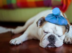 Signes que votre chien pourrait être malade 