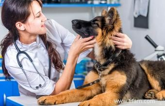 Signes que votre chien pourrait être malade 