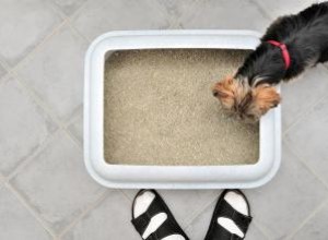 Stratégies pour empêcher votre chien de manger du caca de chat 