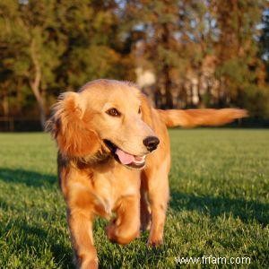 Sécurité estivale pour les animaux 