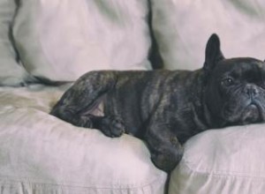 Symptômes de l empoisonnement du chien 