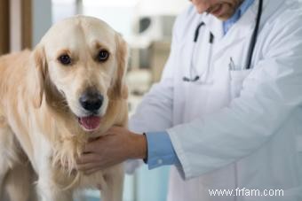 Les 4 maladies canines de la prostate les plus courantes 