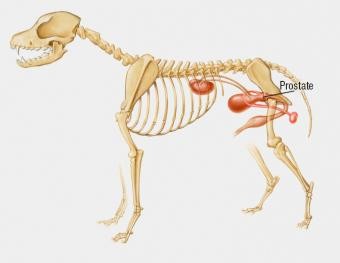 Les 4 maladies canines de la prostate les plus courantes 