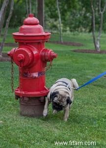 Conseils pour résoudre l incontinence de votre chien 