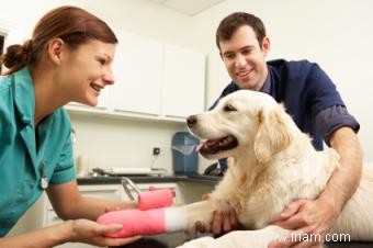 Conseils sur l achat d une assurance maladie pour chien 