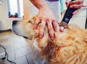 Types de kystes, grumeaux et excroissances chez les chiens 