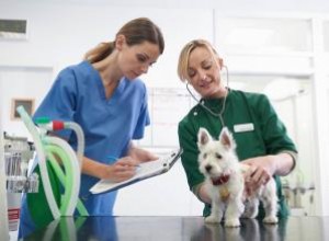 Comprendre la maladie du foie canin 