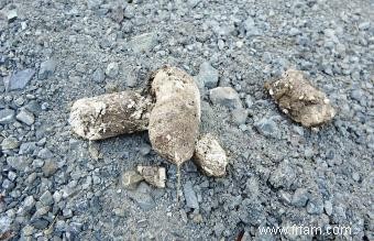 Qu est-ce qui cause le caca de chien blanc? 