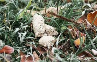 Qu est-ce qui cause le caca de chien blanc? 