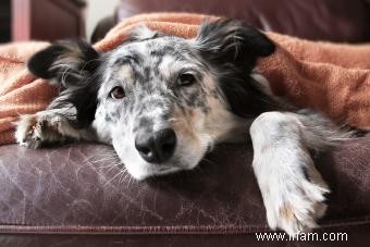 Qu est-ce que cela signifie si mon chien respire vite ? 