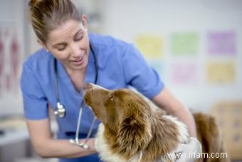 Qu est-ce que la coccidie ? Un regard sur cette condition chez les chiens 