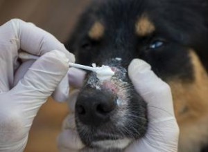 Qu est-ce que la teigne chez les chiens? Prochaines étapes expliquées 