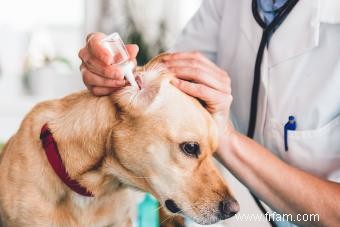 Ce que les propriétaires doivent savoir sur les otites chez les chiens 