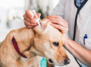Ce que les propriétaires doivent savoir sur les otites chez les chiens 