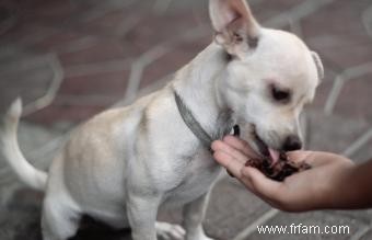 Quoi nourrir un chiot avec Parvo 