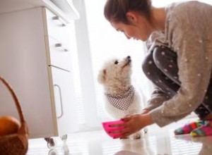 Pourquoi mon chien ne boit-il pas d eau ? Identifier les causes 