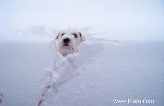 Risques hivernaux pour la santé des chiens 