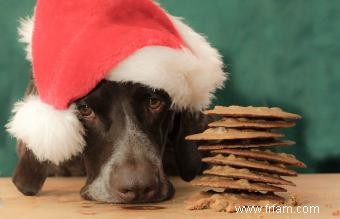 Risques hivernaux pour la santé des chiens 