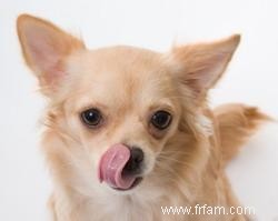 3 recettes faciles pour de la nourriture et des friandises naturelles pour chiens 