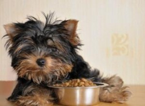 5 options d aliments pour chiens riches en fibres 