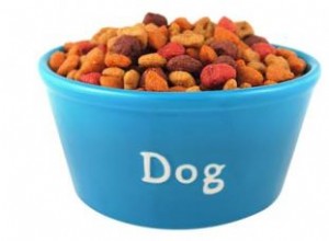 5 options d aliments hypoallergéniques pour chiens 